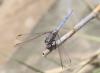 Orthetrum chrysostigma